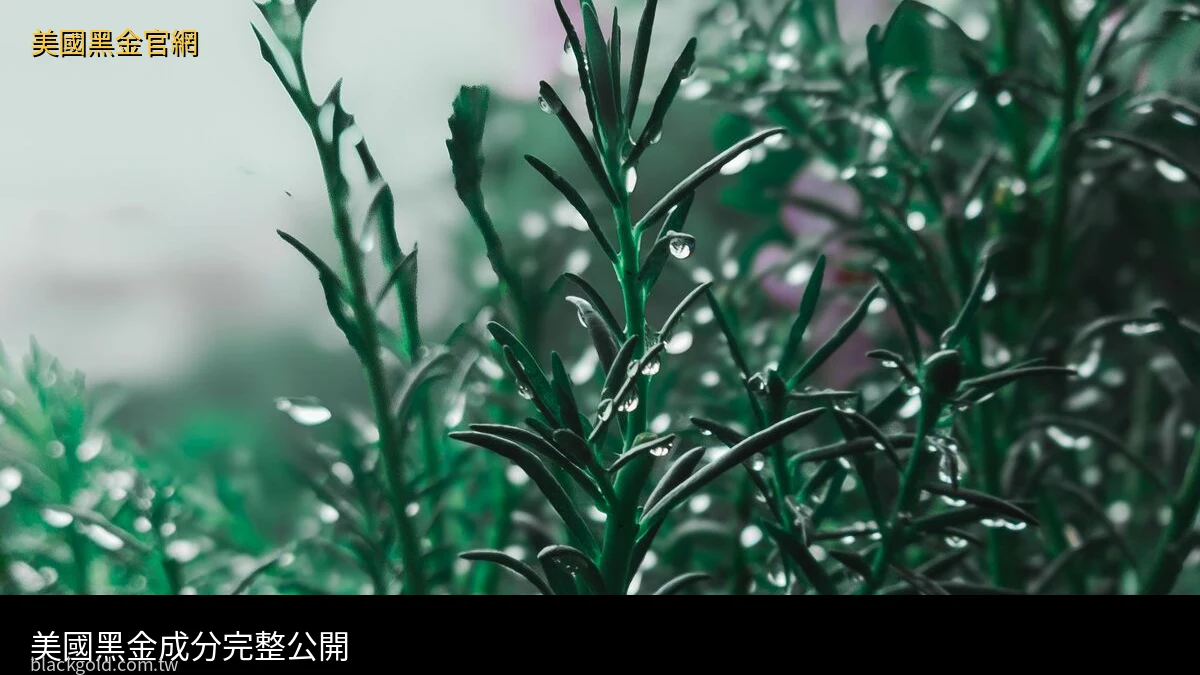 美國黑金成分 草本配方